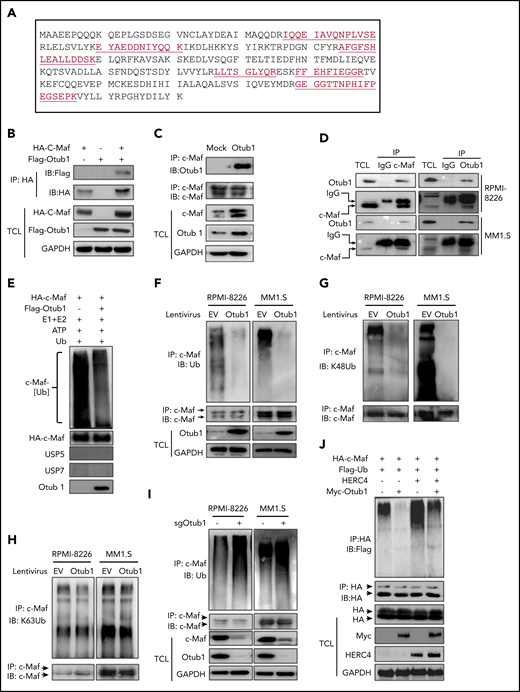 Otub1 interacts with c-Maf and inhibits its K48-linked polyubiquitination. (A) An AP-MS assay was performed against c-Maf. From the c-Maf immunoprecipitates, Otub1 was identified with 6 unique peptides as underlined. (B) c-Maf and Otub1 plasmids were cotransfected into HEK293T cells; 48 hours later, cell lysates were prepared for IP and IB assays. TCL, total cell lysate. (C) MM cell line RPMI-8226 cells were infected with lentiviral Otub1, followed by IP/IB assays as indicated. (D) Cell lysates from RPMI-8226 and MM1.S cells were subjected to IP/IB with a c-Maf or Otub1 antibody or immunoglobulin G (IgG), followed by IB assays. (E) Purified c-Maf and Otub1 were incubated with E1, E2, Ub, and adenosine triphosphate (ATP) in a microtube. The proteins were then subjected to IB assays. (F-H) RPMI-8226 and MM1.S cells were infected with lentiviral Otub1, followed by IP/IB assays to examine the ubiquitination type. EV, empty vector. (I) RPMI-8226 and MM1.S cells were infected with lentiviral sgOtub1 to knock out Otub1, followed by IP/IB assays to determine c-Maf ubiquitination levels. (J) c-Maf, HERC4, Otub1, and Ub plasmids were cotransfected to HEK293T cells, followed by IP/IB assays.