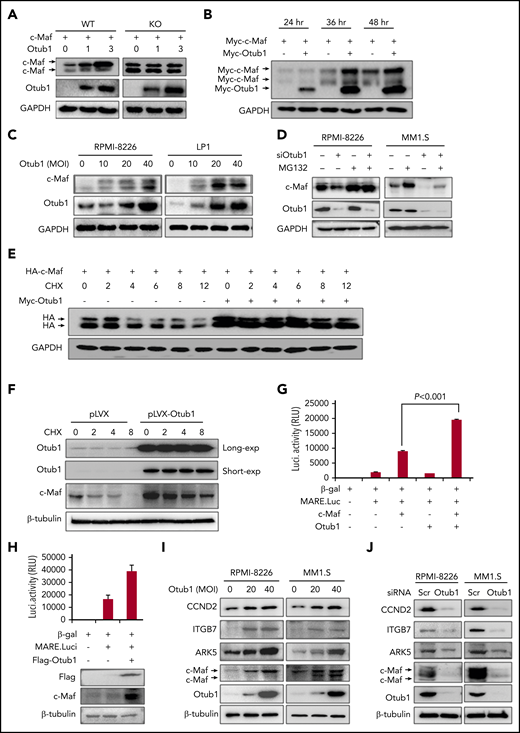 Otub1 stabilizes c-Maf and promotes its transcriptional activity. (A) Otub1 was cotransfected with c-Maf and its lysine-free variant (K0) in HEK293T cells; 48 hours later, cell lysates were prepared for IB assay as indicated. GAPDH, glyceraldehyde 3-phosphate dehydrogenase. (B) Otub1 plasmids were cotransfected with c-Maf into HEK293T cells for the indicated periods, followed by IB assays. (C) MM cell lines RPMI-8226 and LP1 were infected with lentiviral Otub1 for 72 hours, followed by an IB assay. MOI, multiplicity of infection. (D) MM cell lines were transfected with siOtub1 for 48 hours, followed by MG132 treatment (8 hours) before being collected for IB assays. (E) c-Maf was cotransfected with Otub1 for 24 hours, followed by CHX treatment for the indicated periods and IB assays. (F) RPMI-8226 cells were infected with lentiviral Otub1, followed by CHX treatment and IB assays for endogenous c-Maf stability. (G) Otub1, MARE.Luci, c-Maf, and β-galactosidase (β-gal) plasmids were cotransfected into HEK293T cells; 24 hours later, cell lysates were prepared for luciferase (Luci.) activity measurement and IB assays. RLU, relative light units. (H) MARE.Luci, Otub1, and β-gal were cotransfected into RPMI-8226 cells for 48 hours, followed by luciferase and IB assays. (I-J) MM cell lines RPMI-8226 and MM1.S were infected with lentiviral Otub1 (I) for 72 hours or were transfected with siOtub1 or scramble (Scr) for 48 hours (J), followed by IB assays to evaluate the expression levels of c-Maf-targeted genes.