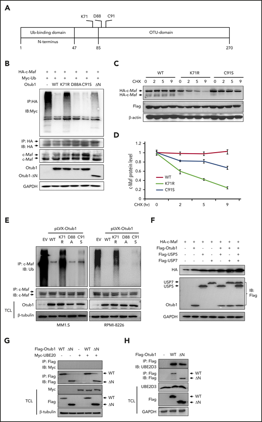 Otub1 deubiquitinates c-Maf in both canonical and noncanonical manners. (A) A skeptical illustration of Otub1 domains and key residues in its catalytic activity. (B) c-Maf, Ub, and Otub1 variants were cotransfected into HEK293T cells followed by IP/IB assays as indicated. (C) WT, K71R, or C91S Otub1 variants were cotransfected into HEK293T cells with c-Maf plasmids for 24 hours, followed by CHX treatment and IB assays. (D) The density of c-Maf bands from panel C was analyzed. (E) Lentivirus containing Otub1 and its mutants were infected into MM cell lines for 96 hours, followed by IP/IB assays to evaluate c-Maf polyubiquitination levels. EV, empty virus. (F) Otub1 and USP5 or USP7 plasmids were cotransfected into HEK293T cells for 24 hours, followed by IB assays. (G-H) WT or ΔN Otub1 cells were transfected into HEK293T cells alone or together with UBE2O (G) or UBE2D3 (H) for 24 hours, followed by IP/IB assays as indicated.