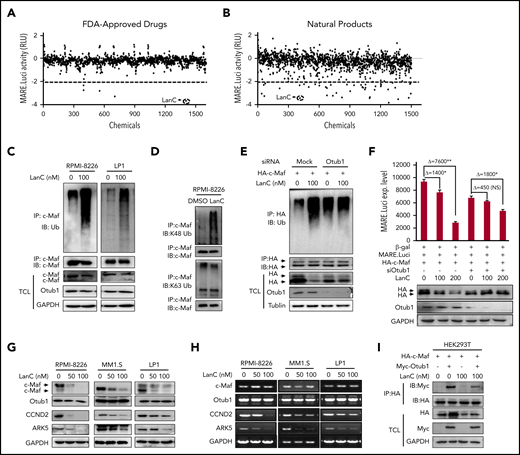 Identification of LanC as an inhibitor of the Otub1/c-Maf axis. FDA-approved drugs (A) and natural products (B) provided by TargetMol were subjected to screen inhibitors of the Otub1/c-Maf axis as described in “Materials and methods.” (C) RPMI-8226 and LP1 were incubated with LanC at 100 nM for 24 hours, followed by IP/IB assays. (D) RPMI-8226 cells were treated with LanC for 24 hours, followed by IP/IB assays. (E) HEK293T cells were transfected with an HA-c-Maf plasmid and siOtub1 for 48 hours, followed by LanC treatment (24 hours) before being subjected to IP/IB assays. (F) HEK293T cells were cotransfected with c-Maf, MARE.Luci, and siOtub1 for 24 hours, followed by LanC treatment (8 hours) and a luciferase assay. (G-H) MM cells were incubated with LanC overnight, followed by IB (G) or RT-PCR (H) assays for indicated proteins or genes. (I) HEK293T cells were cotransfected with c-Maf and Otub1 for 24 hours, followed by LanC treatment (8 hours) and IP/IB assays to examine the interaction between Otub1 and c-Maf. *P < .05; **P < .01; ***P < .001. NS, not significant.
