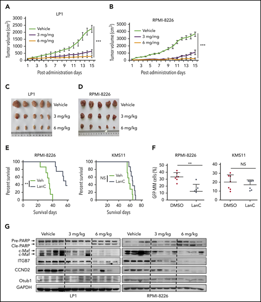 Inhibition of the Otub1/c-Maf axis by LanC impairs the growth of myeloma xenografts in immunodeficient mice and improves survival of immunodeficient mice. Severe combined immunodeficiency mice were injected subcutaneously with the MM cell line LP1 or RPMI-8226. When tumors were palpable, each model was randomly divided into 3 groups (n = 5 for each group), and vehicle or 3 or 6 mg/kg of LanC was administered intraperitoneally for 15 continuous days. (A-B) Tumor growth curves for the LP1 (A) or the RPMI-8226 model (B). (C-D) Dissected tumors from the LP1 (C) or RPMI-8226 model (D). (E) RPMI-8226 and KMS11 cells were injected into the tail vein of nude mice followed by treatment with LanC (6 mg/kg) on a 5-day-on 2-day-off protocol. Mice survival was monitored. (F) Bone marrow cells from mice treated with LanC or vehicle (as shown in panel E) were collected for flow cytometric analysis for GFP-expressing MM cells. (G) Total proteins were extracted from tumor tissues of the subcutaneous models, followed by IB assay against indicated antigens. **P < .01; ***P < .001. NS, not significant.