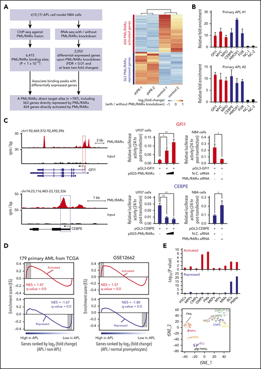 PML/RARα exerts both repressive and activating functions through direct binding. (A) Genome-wide identification of PML/RARα direct target genes from integrative assays of ChIP-seq and RNA-seq. Schematic illustration of the experimental design, including the criteria used for analysis (left). Heatmap showing the expression change of the identified direct target genes upon PML/RARα knockdown (right). Two classes of target genes were categorized: PML/RARα-repressed targets (in blue) and PML/RARα-activated targets (in red). The maximum distance of 50 kb was used to associate ChIP-seq peaks with the nearest differentially expressed genes identified by RNA-seq. (B) Validation of PML/RARα targets in primary APL samples. ChIP-qPCR was performed on primary blasts from 2 APL patients using the antibody against the fusion site of PML/RARα. Negative controls include 2 irrelevant genomic regions with no PML/RARα binding signals (NC-1 and NC-2). Validation of PML/RARα targets in NB4 cells can be found in supplemental Figure 3. (C) PML/RARα effects on transcriptional activities of the directly repressed gene CEBPE (bottom right) or the directly activated gene GFI1 (top right). The left panel shows the genome browser tracks of PML/RARα binding, with the regions cloned in the luciferase constructs highlighted in dotted box. The luciferase reporter plasmid of each detected region was cotransfected with the PML/RARα-expressing plasmid in U937 cells or small interfering RNA (siRNA) targeting the fusion site of PML/RARα in NB4 cells. Luciferase activity was detected at 24 hours after transfection. N.C. siRNA, nonspecific siRNA control. Data represent the mean of 3 replicates ± standard deviation (SD). Statistical significance was determined using the unpaired, 2-tailed Student t test. *P < .01, **P < .001. chr, chromosome. (D) GSEA in terms of differentially expressed genes identified comparing blasts from 16 APL patients vs 163 non-APL AML patients (left panel) and comparing APL patients vs normal promyelocytes (right panel). NES, normalized enrichment score. (E) Enrichment analysis of PML/RARα-activated and repressed targets using the gene sets signifying genes specifically expressed in each of 10 stages of myeloid differentiation. t-Distributed stochastic neighbor embedding (t-SNE) plots showing the 10 stages of myeloid differentiation constructed using the transcriptome data of sorted hematopoietic stem cells, myeloid progenitors, and their mature progeny (bottom panel). The statistical significance of the enrichment was determined by the hypergeometric test (top panel). BCs, band cells; CMPs, common myeloid progenitors; GMPs, granulocyte/monocyte progenitors; HSCs, hematopoietic stem cells; MEPs, megakaryocyte/erythroid progenitors; MMs, metamyelocytes; MPPs, multipotential progenitors; MYs, myelocytes; PMs, promyelocytes; PMNs, polymorphonuclear cells. Red bars represent PML/RARα-activated targets, and blue bars represent PML/RARα-repressed targets.