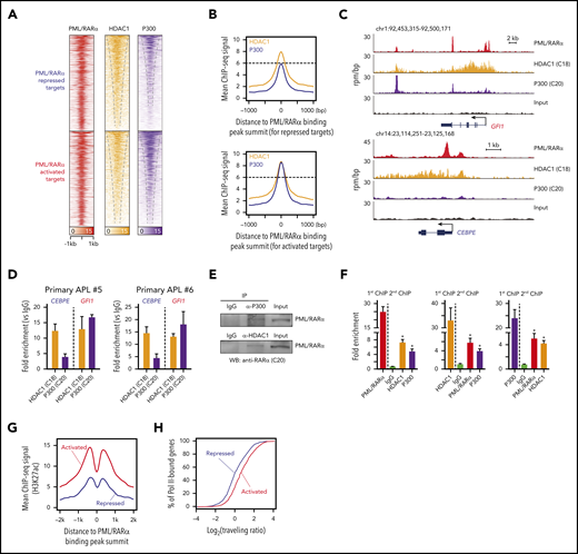 Repressive and activating functions of PML/RARα are attributed to distinct cobinding patterns with HDAC1 and P300. (A) Heatmaps of ChIP-seq data showing cobinding of HDAC1 and P300 at the PML/RARα binding sites, displayed separately for PML/RARα-repressed targets (the top half) and -activated targets (the bottom half). (B) Abundant enrichment of both HDAC1 and P300 on PML/RARα-activated targets vs abundant HDAC1 with moderate/minor P300 on PML/RARα-repressed targets, illustrated using aggregate plots of ChIP-seq signals of HDAC1 and P300 centered on the PML/RARα binding peak summit. (C) Genome browser tracks showing the binding patterns of PML/RARα, HDAC1, and P300 on the representative repressed gene (CEBPE) and activated gene (GFI1). (D) ChIP-qPCR validation of distinct HDAC1 and P300 cobinding patterns on PML/RARα-repressed and activated targets in blast cells from 2 primary APL patients. (E) The physical interaction of both HDAC1 and P300 with PML/RARα. Endogenous coimmunoprecipitation (co-IP) experiments were performed in NB4 cells using antibodies against HDAC1 and P300, respectively. The protein level of PML/RARα was detected by western blotting with anti-RARα antibody (C20). IgG, immunoglobulin G; WB, western blot. (F) ChIP-re-ChIP showing co-occupancy of PML/RARα, HDAC1, and P300 on chromatin. ChIP products immunoprecipitated by each of the 3 antibodies were subjected to re-ChIP using the other 2 antibodies or normal immunoglobulin G. Data represent the mean of 3 replicates ± SD. *P < .01. (G) Aggregate plots of H3K27ac ChIP-seq signals centered on the PML/RARα peak summit. Red, PML/RARα-activated targets; blue, PML/RARα-repressed targets. (H) Enrichment of RNA Pol II at genes activated and repressed by PML/RARα. The activity of Pol II was determined by the Pol II traveling ratio, which was calculated by the relative amount of Pol II binding at the gene body vs near the promoter. Red, PML/RARα-activated targets; blue, PML/RARα-repressed targets. The 2-sample Kolmogorov-Smirnov test was used to compare distributions (P < .001).