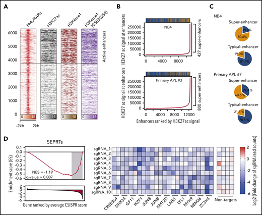 PML/RARα coexists within the super-enhancer regions to regulate APL-specific genes. (A) Heatmap showing abundant PML/RARα, H3K27ac, and H3K4me1 occupancy on PML/RARα binding sites, with those indicative of active enhancers highlighted. (B) PML/RARα tended to bind at enhancers with higher H3K27ac signals in APL cells, including NB4 (upper panel) and primary blasts (lower panel). Enhancers were ranked by the H3K27ac signal. Super-enhancers were defined using the ROSE methods (detailed in supplemental Methods). The bar above shows the distribution of PML/RARα binding among enhancers, in which the yellow represents the peak with PML/RARα binding and the blue for the peak without PML/RARα binding. (C) PML/RARα preferentially bound super-enhancers three- to fourfold more likely than typical enhancers in APL cells, including NB4 (upper panel) and primary blasts (lower panel). Pie plots show the percentages of PML/RARα binding within the super-enhancer regions and typical-enhancer regions. (D) SEPRTs essential for the survival of APL cells, supported by CRISPR-Cas9 screening data in NB4 cells. The left panel shows GSEA using the SEPRTs and CRISPR score. The CRISPR score was used to rank 18 661 genes in the CRISPR-Cas9 screen applied to NB4 cells. The right panel shows normalized read counts of sgRNA in NB4 cells transfected with the Cas9-CRISPR/sgRNA library before and after population doublings.