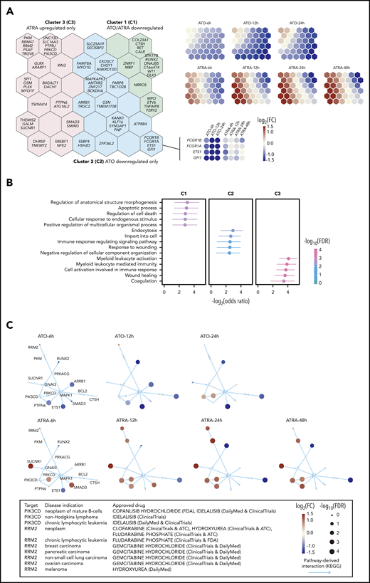 ATRA and ATO exert synergistic effects on controlling SEPRTs in APL cells. (A) Clustering of SEPRTs after ATRA or ATO treatment using self-organizing map. The left panel shows 3 gene clusters color-coded on the map, with per-hexagon genes labeled (for example, genes in the insert with heatmap showing expression pattern). The right panel shows that each presentation indicates treatment- and time-specific changes, in which upregulated (red), downregulated (blue), and no changed (light yellow) genes are well separated. FC, fold change. (B) Functional enrichments in gene clusters. Gene Ontology Biological Process terms were used for enrichment analysis based on the Fisher exact test (1 sided), with odds ratios and 95% confidence interval calculated. FDR, false discovery rate. (C) Pathway crosstalk identified from integrative analysis of time course expression data and known pathway interaction data. The crosstalk illustrated in the same layout but nodes (genes) colored and sized in a treatment- and time-specific manner. Current approved drug therapeutics for crosstalk genes based on the ChEMBL database. ATC, anatomical therapeutic chemical; FDA, US Food and Drug Administration.