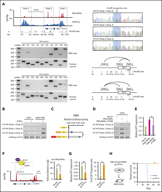 PML/RARα transactivates GFI1 through chromatin conformation at the super-enhancer. (A) Chromatin conformation of the PML/RARα-bound super-enhancer region on the GFI1 locus in NB4 cells. Genome browser tracks (top-left panel) show 3 PML/RARα binding peaks corresponding to the promoter (assigned by peak 1), the intronic enhancer (peak 2), and the distal enhancer (peak 3) at the super-enhancer region of GFI1, with black bars indicating the cutting sites of HindIII. The interactions among 3 peaks were determined by the 3C-PCR experiments, with results shown in bottom-left panels and the schematic illustration in bottom-right panels. The anchor primers (ie, H1 and H9) are indicated by red bars. The positive and negative interactions between the anchor primer and the paired 3C primer are indicated by green and black bars, respectively. The curve line represents the interaction between the indicated peaks. Also shown are the sequencing results of the cut and religated sequences of the 3C-PCR products (top-right panel), confirming the interactions between peak 1 (H9) and peak 2 (H7), peak 2 (H7) and peak 3 (H1), and peak 1 (H9) and peak 3 (H1). (B) PML/RARα determined the interaction between the intronic enhancer and the promoter of GFI1. The interactions between each pair of 3 cis elements were determined by 3C-PCR with and without PML/RARα protein induced in the PML/RARα-inducible cell line (U937-PR9). (C) PML/RARα-mediated chromatin conformation resulted in the activation of GFI1. The trans activity was determined by the dual luciferase reporter assays in NB4 cells. Peak 1 represents the promoter and peak 2 represents the intronic enhancer as illustrated in Figure 6A. **P < .001. (D-E) PML/RARα oligomerization was required for the chromatin conformation regulation at the GFI1 locus and the subsequent activation of GFI1. The interactions between peaks at the GFI1 locus were examined by 3C-PCR (D) and relative expression of GFI1 detected by reverse transcription (RT)-qPCR (E) in U937 cells transfected with wild-type PML/RARα or PML/RARα mutant (PML/RARα-F158E) for which oligomerization was impaired due to the mutation in the RBCC domain. **P < .001. (F) Schematic illustration of the CRISPR-dCas9-KRAB-mediated interruption of PML/RARα binding and regulation on the super-enhancer of GFI1. sg-GFI1e, targeting the PML/RARα-enriched loci on the GFI1 intronic enhancer (peak 2), was transduced into dCas9-stably expressing NB4 cells. The right panel shows the decrease of PML/RARα binding on the super-enhancer of GFI1 determined by ChIP-qPCR. *P < .01. (G) Direct interruption of PML/RARα binding and regulation on the enhancer region of GFI1 decreased GFI1 expression (left panel) and subsequently induced granulocytic differentiation of NB4 cells (right panel). Relative expression of GFI1 was detected by quantitative reverse transcription qPCR. The percentage of CD11b-positive cells was detected 3 days after sgRNA transduction and determined by flow cytometry. Data represent the mean of 3 replicates ± SD. **P < .001. (H) Direct interruption of PML/RARα binding and regulation on the enhancer region of GFI1 interfered with the occurrence of APL in vivo. The sgRNA-transduced dCas9-expressing NB4 cells targeting GFI1 intronic enhancer were injected into NOD/SCID mice. The Kaplan-Meier analysis was used to estimate the survival of mice. Statistical significance was calculated by the log-rank (Mantel-Cox) test. **P < .001.