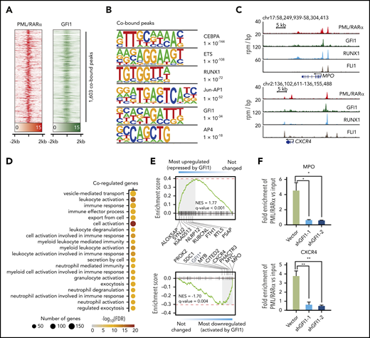 Analysis of GFI1 targets and their association with PML/RARα targets. (A) Heatmap showing the ChIP-seq signals of PML/RARα and GFI1 centering on the binding summit of PML/RARα and GFI1 cobound peaks. (B) Motif analysis of peaks cobound by PML/RARα and GFI1. Top 6 enriched motifs were shown. (C) Genome-browser tracks showing the binding of PML/RARα, GFI1, RUNX1, and FLI1 on the regulatory regions of CXCR4 and MPO in NB4 cells. (D) Gene Ontology enrichment analysis showing Biological Process terms enriched on PML/RARα and GFI1 coregulated genes. (E) GSEA of PML/RARα and GFI1 coregulated genes in terms of differential genes upon shRNA-mediated knockdown of GFI1 (indicated by graded bars). Also labeled are representative genes found at the leading edge. NES, normalized enrichment score. The asterisk indicates that GFI1 downregulation was due to knockdown using shGFI1. (F) Knockdown GFI1 decreased PML/RARα binding on chromatin of GFI1 and PML/RARα cobound and coactivated genes MPO and CXCR4. ChIP-qPCR of PML/RARα binding was performed in NB4 cells with or without GFI1 knockdown. The fold enrichment of ChIPed samples vs input was plotted in the y-axis. *P < .01, **P < .001