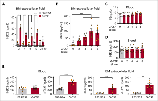 Expression of FGF-23 protein in BM. iFGF-23 protein in BM extracellular fluid after single-dose G-CSF (A) at the indicated hours (n = 4) and during G-CSF mobilization (B) (n = 7-8). Inorganic phosphate (C) (IP; n = 5) and iFGF-23 protein (D) (n = 7-8) in the blood in G-CSF mobilization. (E) iFGF-23 and cFGF-23 protein levels in the blood and BM extracellular fluid in mice treated with 6 doses of G-CSF (n = 6). Combined data of at least 3 independent experiments are shown. Data are means ± SEM. *P < .05; **P < .01; ***P < .001 (ANOVA and Student t test).