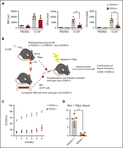 Impaired mobilization in FGF-23−/− mice. (A) Efficiency of G-CSF mobilization as assessed by white blood cells (WBCs), LSKs, and CFU-Cs in the blood in FGF-23+/+ and FGF-23−/− mice (n = 3 for the PBS/BSA group; n = 6-7 for the G-CSF group). (B-D) Assessment of competitive repopulating activity in G-CSF mobilized blood from FGF-23+/+ or FGF-23−/− mice. Competitive repopulation assay (B), %CD45.2 level in leukocyte chimerism (C), and RUs at 6 months after transplantation (D) (n = 5). Combined data of at least 3 independent experiments are shown. Data are means ± SEM. ***P < .001 (Student t test).