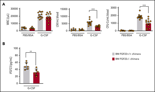 Impaired mobilization in chimeric mice with FGF-23−/− BM. (A) Efficiency of G-CSF mobilization as assessed by WBCs, LSKs, and CFU-Cs in the blood in wild-type mice that harbor FGF-23+/+ and FGF-23−/− BM (chimeric mice: n = 6 for the PBS/BSA group and n = 12 for the G-CSF group). (B) iFGF-23 protein in BM extracellular fluid of chimeric mice after G-CSF mobilization (n = 6). Combined data of at least 3 independent experiments are shown. Data are means ± SEM. **P < .01; ***P < .001 (Student t test).