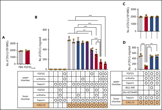 Function of FGF-23 in CFU-C transwell migration toward CXCL-12. (A) Colony formation of BM MNCs incubated with FGF-23comb (n = 3). (B) Transwell migration of CFU-Cs toward CXCL-12 in the presence of FGF-23comb (n = 3). (C) Colony formation of BM MNCs incubated with FGF-23comb and FGFR inhibitors (n = 3). (D) Transwell migration of CFU-Cs toward CXCL-12 in the presence of FGF-23comb and FGFR inhibitors (n = 3). Combined data of 3 independent experiments are shown. Data are means ± SEM. **P < .01; ***P < .001 (ANOVA and Student t test).