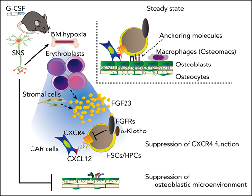 A model for G-CSF–induced mobilization by the cooperative regulation of the SNS and erythroblasts. The SNS-mediated suppression of the microenvironment, such as osteolineage cells and macrophages, generates a “ready-to-be-mobilized” state for HSCs/HPCs. G-CSF, probably via SNS, induces BM hypoxia, which triggers the release of FGF-23 mainly from erythroblasts (and also partially from stromal cells). The residual anchoring pathway, chemoattraction toward CXCL-12+ cells, such as CAR cells, is suppressed by the high concentration of BM FGF-23, which counteracts the CXCR-4 function via FGFRs.