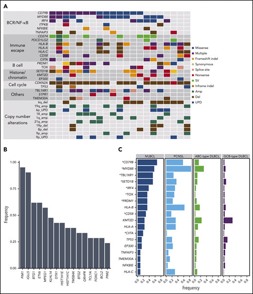 Landscape of genetic alterations in IVLBCL. (A) Driver mutations and CNAs detected in 21 patients with IVLBCL are shown. The vertical line indicates 1 patient. (B) Genes frequently affected by SHMs identified in IVLBCL. (C) Comparison of the frequency of driver mutations among IVLBCL, PCNSL, ABC-type DLBCL, and germinal center B-cell (GCB)-type DLBCL. Asterisks indicate genes that are significantly more frequently mutated in IVLBCL compared with ABC-type DLBCL (Fisher exact test).