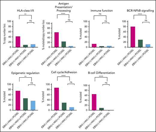 Combined mutations and copy number loss separated into the 2 EBV-tissue positive PCNSL subtypes and EBV−HIV−PCNSL. Mutations and/or CN loss were categorized into pathway categories. CN loss is shown for HLA class I/II. For antigen presentation/processing mutations were combined with CN loss. Mutations for immune function, BCR-NF-κB signaling, epigenetic regulation, cell cycle/adhesion and B-cell differentiation. Percentages are shown for each PCNSL subtype, with P values for paired subtypes: *P ≤ .05; **P ≤ .01; ***P ≤ .001; ****P ≤ .0001. There were 42, 20, and 16 cases of EBV− HIV−, EBV+ HIV+, and EBV+ HIV− PCNSL, respectively (data for the single EBV− HIV− PCNSL tissue is not shown).