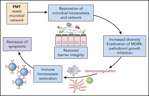 Microbiota modulation: potential mechanisms and restoration of homeostasis and gut barrier. Increasing the microbiota diversity can permit the regeneration of the gut barrier protective effect, while also curbing inflammation. FMT, fecal microbiota transfer; MDRB, multi-drug-resistant bacteria. Professional illustration by Patrick Lane, ScEYEnce Studios.