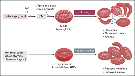 Hb synthesis and sickling in sickle erythrocytes with normal and reduced Hb content and concentration.