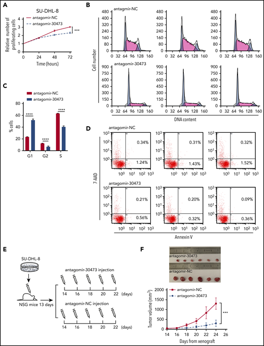 piRNA-30473 inhibition decreases the tumorigenesis of DLBCL. (A) SU-DHL-8 cells (antagomir-NC or antagomir-30473 transfected) were harvested at 24, 48, and 72 hours after transfection. Cell proliferation was assessed by CCK-8 assays. (B-C) Cell cycle distribution of control and piRNA-30473-depleted SU-DHL-8 cells indicated by DNA content index. (D) Percentage of apoptotic cells in control and piRNA-30473-depleted SU-DHL-8 cells. (E) Schematic illustration of the DLBCL mouse model treated with antagomir-30473 or PBS in vivo injection. (F) DLBCL mice were treated with antagomir-30473 or PBS. Tumor volumes were monitored every other day. Error bars represent the mean ± standard deviation (SD) of 5 independent experiments. ***P < .001; ****P < .0001.