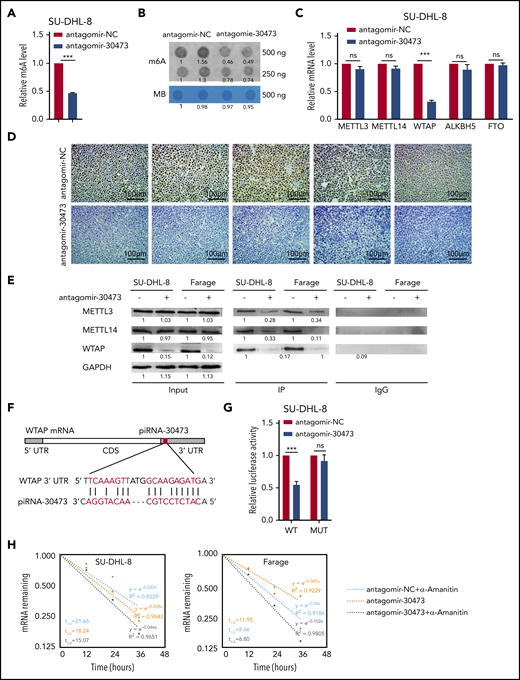 piRNA-30473 mediates m6A methylation by regulating the expression of WTAP. (A-B) m6A levels of SU-DHL-8 cells with or without piRNA-30473 knockdown were detected using the EpiQuik m6A RNA Methylation Quantification Kit (A) and m6A dot blot assays (B). MB, methylene blue staining (as loading control). (C) SU-DHL-8 was transiently transfected with antagomir-30473 or antagomir-NC. qPCR was performed to determine METTL3, METTL14, WTAP, ALKBH5, and FTO mRNA levels. (D) Representative immunohistochemical staining of WTAP in tumor xenografts is shown (original magnification ×40). WTAP-positive particles (brown) are apparent in the nucleus (nuclei stained with hematoxylin, blue). Scale bars, 100 μm. (E) Cell lysates were subjected to coimmunoprecipitation (IP) with anti-WTAP antibody or rabbit immunoglobulin G (IgG) as a control, followed by immunoblotting with the respective antibodies, as shown. (F) A schematic representation of the interaction between piRNA-30473 and the 3′ UTR of WTAP. (G) Dual-luciferase reporter assays showed the effect of piRNA-30473 on WTAP reporters with either WT or MUT binding sites. (H) SU-DHL-8 or Farage cells were transiently transfected with antagomir-30473 or antagomir-NC. The half-life of WTAP mRNA was measured. Error bars represent the mean ± SD of 3 independent experiments. ***P < .001.