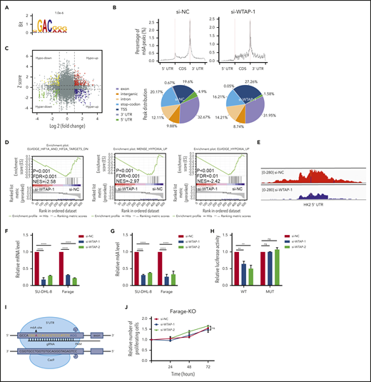 Identification of WTAP target genes by high-throughput RNA-seq and m6A-seq. (A) The consensus motif was identified by HOMER with m6A-seq peaks in SU-DHL-8 cells with or without WTAP knockdown. (B) Graphs of m6A peak distribution showing the proportion of total m6A peaks in the indicated regions in control and WTAP-deficient cells. CDS, coding sequence; TSS, transcription start site. (C) Distribution of transcripts with a significant change in both m6A level and expression level in WTAP knockdown compared with control SU-DHL-8 cells. (D) Gene set enrichment analysis plots for WTAP-regulated genes, as determined by RNA-seq. (E) The m6A abundances in HK2 mRNA transcripts in WTAP knockdown and control SU-DHL-8 cells. (F) Relative mRNA levels of HK2 from qPCR analysis in WTAP knockdown compared with control DLBCL cells. (G) Gene-specific m6A qPCR validation of m6A level changes in HK2 in WTAP knockdown compared with control DLBCL cells. (H) Dual-luciferase reporter assays showed the effect of WTAP on HK2 reporters with either WT or MUT binding sites. (I) Schematic diagram of knocking out the m6A RNA methylation site on the 5′ UTR of HK2 using the CRISPR-Cas9 genome editing method. (J) Farage-knockout (Farage-KO) cells (si-NC or si-WTAP-transfected) were harvested at 24, 48, and 72 hours after transfection. Cell proliferation was assessed by CCK-8 assays. Error bars represent the mean ± SD of 3 independent experiments. **P < .01; ****P < .0001.