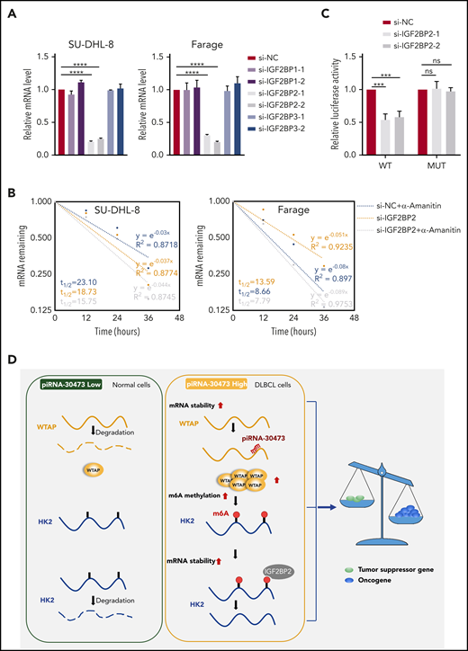 WTAP-mediated regulation of HK2 depends on its m6A methylase activity. (A) Relative mRNA levels of HK2 from qPCR analysis in IGF2BP knockdown cells compared with control cells. (B) SU-DHL-8 or Farage cells were transiently transfected with IGF2BP2-siRNA or siRNA control. The half-life of HK2 mRNA was measured. (C) Dual-luciferase reporter assays showed the effect of IGF2BP2 on HK2 reporters with either WT or MUT binding sites. (D) Schematic diagram depicting the mechanism by which piRNA-30473 contributes to tumorigenesis and poor prognosis in DLBCL by regulating m6A RNA methylation and thereby triggering corresponding signaling cascades. Error bars represent the mean ± SD of 3 independent experiments. ***P < .001; ****P < .0001.