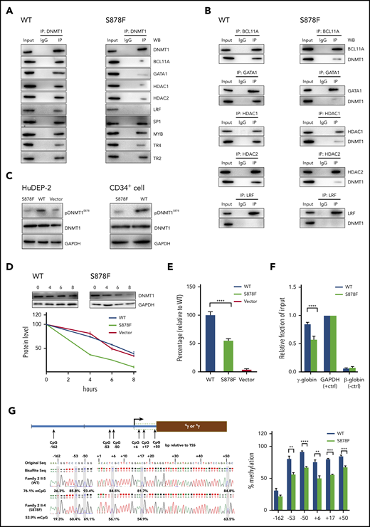 The S878F mutation leads to hypomethylation-mediated reactivation of γ-globin. (A-B) Analysis of protein-protein interaction by coimmunoprecipitation in CD34+ cells with or without S878F mutation. Proteins copurified from CD34+ cell nuclear extracts were analyzed by western blotting (WB) with specific antibodies against target proteins (A) or anti-DNMT1 antibody (B) using isotype-matched immunoglobulin G (IgG) antibody as a negative control. All of the inputs are 5%. The WT and S878F samples are marked as WT (left column) or S878F (right column) at the top of the graphs. Each of the different target proteins examined are indicated at the right of the strips. LRF protein could be not detected in either WT or S878F cells using anti-DNMT1 antibodies, implying that an indirect interaction may exist between DNMT1 and LRF. (C) Analysis of the phosphorylation status of the serine residue at position 878 of DNMT1 in nuclear lysates of HuDEP-2 (left) or CD34+ cells (right). HuDEP-2 cells were transfected with WT or S878F DNMT1 constructs. Proteins copurified from constructed HuDEP-2 cells or CD34+ cells were analyzed by WB with the antiphosphorylated form, BAH1 Ser878 (pDNMTS878) antibody, using anti-DNMT1 and anti–glyceraldehyde-3-phosphate dehydrogenase (GAPDH) antibodies as controls. (D) Analysis of the protein degradation of DNMT1 in HuDEP-2 cells transfected with vectors encoding enhanced green fluorescent protein (EGFP)-tagged full-length WT (left) or mutated DNMT1 (right). Seventy-two hours after transfection, cells were treated with cycloheximide and collected at 4 time points (0 hours, 4 hours, 6 hours, and 8 hours). DNMT1 was detected by WB using anti-green fluorescent protein (GFP) antibody and GAPDH as a loading control. The degradation curve graph is shown at the bottom. (E) Assay of DNA methyltransferase activity in nuclear extracts of HuDEP-2 cells transfected with vectors encoding EGFP-tagged full-length WT or mutation DNMT1. DNA methyltransferase activity was determined using a hemi-methylated DNA-trapping assay. (F) ChIP-qPCR analysis of the relative enrichment of DNMT1 at the γ-globin promoter in CD34+ cells. The GAPDH promoter served as positive control (+ctrl) and the β-globin promoter served as negative control (−ctrl). Results were normalized to the positive control. (G) Effects of the S878F mutation on the HBG promoter methylation level were examined by bisulfite-sequencing method in CD34+ cells. Graphic location of analyzed CpG sites in the promoter regions with sequence homology in 2 HBG genes (Gγ and Aγ) is shown in the left upper region. Sequence variations of 2 subjects with or without the S878F mutation are shown at the left lower section of the sequencing chromatograph. Right panel, methylation levels at 6 CpG sites (−162, −53, −50, +6, +17, and +50) obtained from tested cases with or without the S878F mutation. (H-K) Quantitative measurement of HBG mRNA expression by qPCR (H-I) and HbF production by WB (J-K) in CD34+ cells and CRISPR/Cas9-edited S878F mutant HuDEP-2 cells. All CD34+ cells were collected from HbE/β0-thalassemia patients. Data in the column graphs (E-I) from at least 2 independent experiments are presented as the means ± SEM (****P ≤ .0001; ***P ≤ .001; **P ≤ .01). IP, immunoprecipitation; LRF, leukemia/lymphoma-related factor; mCpG, methylated CpG.