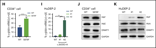 The S878F mutation leads to hypomethylation-mediated reactivation of γ-globin. (A-B) Analysis of protein-protein interaction by coimmunoprecipitation in CD34+ cells with or without S878F mutation. Proteins copurified from CD34+ cell nuclear extracts were analyzed by western blotting (WB) with specific antibodies against target proteins (A) or anti-DNMT1 antibody (B) using isotype-matched immunoglobulin G (IgG) antibody as a negative control. All of the inputs are 5%. The WT and S878F samples are marked as WT (left column) or S878F (right column) at the top of the graphs. Each of the different target proteins examined are indicated at the right of the strips. LRF protein could be not detected in either WT or S878F cells using anti-DNMT1 antibodies, implying that an indirect interaction may exist between DNMT1 and LRF. (C) Analysis of the phosphorylation status of the serine residue at position 878 of DNMT1 in nuclear lysates of HuDEP-2 (left) or CD34+ cells (right). HuDEP-2 cells were transfected with WT or S878F DNMT1 constructs. Proteins copurified from constructed HuDEP-2 cells or CD34+ cells were analyzed by WB with the antiphosphorylated form, BAH1 Ser878 (pDNMTS878) antibody, using anti-DNMT1 and anti–glyceraldehyde-3-phosphate dehydrogenase (GAPDH) antibodies as controls. (D) Analysis of the protein degradation of DNMT1 in HuDEP-2 cells transfected with vectors encoding enhanced green fluorescent protein (EGFP)-tagged full-length WT (left) or mutated DNMT1 (right). Seventy-two hours after transfection, cells were treated with cycloheximide and collected at 4 time points (0 hours, 4 hours, 6 hours, and 8 hours). DNMT1 was detected by WB using anti-green fluorescent protein (GFP) antibody and GAPDH as a loading control. The degradation curve graph is shown at the bottom. (E) Assay of DNA methyltransferase activity in nuclear extracts of HuDEP-2 cells transfected with vectors encoding EGFP-tagged full-length WT or mutation DNMT1. DNA methyltransferase activity was determined using a hemi-methylated DNA-trapping assay. (F) ChIP-qPCR analysis of the relative enrichment of DNMT1 at the γ-globin promoter in CD34+ cells. The GAPDH promoter served as positive control (+ctrl) and the β-globin promoter served as negative control (−ctrl). Results were normalized to the positive control. (G) Effects of the S878F mutation on the HBG promoter methylation level were examined by bisulfite-sequencing method in CD34+ cells. Graphic location of analyzed CpG sites in the promoter regions with sequence homology in 2 HBG genes (Gγ and Aγ) is shown in the left upper region. Sequence variations of 2 subjects with or without the S878F mutation are shown at the left lower section of the sequencing chromatograph. Right panel, methylation levels at 6 CpG sites (−162, −53, −50, +6, +17, and +50) obtained from tested cases with or without the S878F mutation. (H-K) Quantitative measurement of HBG mRNA expression by qPCR (H-I) and HbF production by WB (J-K) in CD34+ cells and CRISPR/Cas9-edited S878F mutant HuDEP-2 cells. All CD34+ cells were collected from HbE/β0-thalassemia patients. Data in the column graphs (E-I) from at least 2 independent experiments are presented as the means ± SEM (****P ≤ .0001; ***P ≤ .001; **P ≤ .01). IP, immunoprecipitation; LRF, leukemia/lymphoma-related factor; mCpG, methylated CpG.
