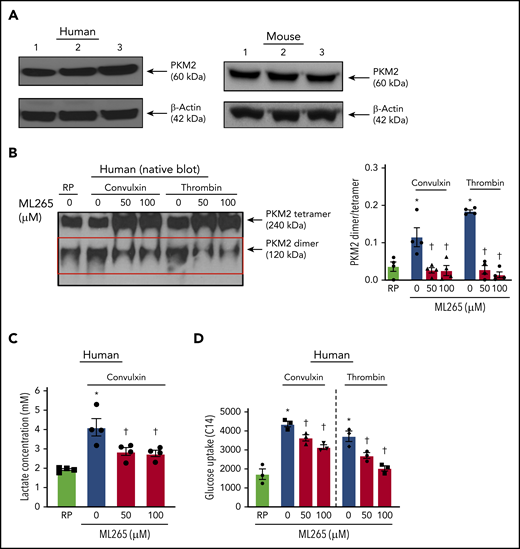 Human platelet activation is associated with an increase in dimeric PKM2 formation. (A) Western blot of PKM2 in human and murine platelets. (B) The left panel shows a representative image of the nonreducing (native) western blot of PKM2 dimer and tetramer formation in human platelets pretreated with vehicle or ML265 and stimulated with convulxin (100 ng/mL) or thrombin (0.1 U/mL). The red box represents PKM2 dimers. The right panel presents the dimer/tetramer ratio densitometry analysis. Values are mean ± SEM, n = 4 individual donors per group. Two-way ANOVA followed by Tukey’s multiple comparisons test. (C) Lactate production in human platelets with convulxin (100 ng/mL). Values are mean ± SEM, n = 4 individual donors per group. One-way ANOVA followed by Tukey’s multiple comparisons test. (D) Effect of PKM2 inhibition on glucose uptake. Values are mean ± SEM, n = 3 individual donors per group. *P < .05 vs resting platelets, †P < .05 vs activated platelets (vehicle). Two-way ANOVA followed by Tukey’s multiple comparisons test. RP, resting platelets.