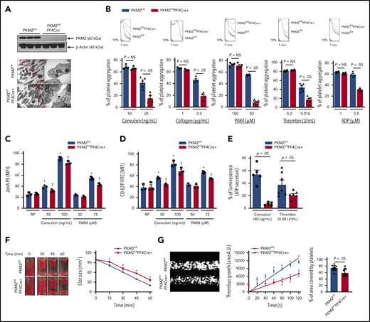Platelet-specific deletion of PKM2 downregulates a range of platelet functions. (A) The upper panel shows the western blot of PKM2 in platelets from PKM2fl/fl and PKM2fl/flPF4Cre+ mice. The individual lanes are from 3 different mice per group. The lower panel shows the transmission emission microscopy of platelets. The inset in the boxed region is magnified and shown in a microphotograph. Scale bar, 0.5 μm. (B) Platelet-rich plasma or washed platelets from PKM2fl/fl and PKM2fl/flPF4Cre+ were stimulated with different agonists, including convulxin, collagen, PAR4, thrombin, and ADP. Results are expressed as the percent change in light transmission with respect to the blank (platelet-poor plasma/buffer without platelets), set at 100%. The upper panel in each bar graph denotes the representative aggregation curves (blue and red, PKM2fl/fl; black and green, PKM2fl/flPF4Cre+. Values are mean ± SEM, n = 3 to 6 mice per group. *P < .05 vs control. One-way ANOVA followed by Tukey’s multiple comparisons test. Effect of lack of PKM2 on integrin αIIbβ3 activation (C), P-selectin exposure (D), and ATP secretion (E) from dense granules in stimulated platelets with agonists, including convulxin, PAR4, and thrombin. Values are mean ± SEM, n = 3 to 7 mice per group. *P < .05 vs resting platelets, †P < .05 vs PKM2fl/fl. Two-way ANOVA (C and D) and one-way ANOVA (E) followed by Tukey’s multiple comparisons test. (F) Clot retraction was measured for 1 hour in platelet-rich plasma, supplemented with red blood cells, after adding 0.25 U/mL of thrombin. The left panels show the representative images at different time points, and the right panel shows the quantification of the clot size. Platelet-rich plasma was pooled from 5 mice in each group. Values are mean ± SEM, with n = 3 experiments per group. *P < .05 vs PKM2fl/fl, two-way ANOVA with Holm-Šídák’s multiple comparisons test. (G) Mouse whole blood from PKM2fl/fl or PKM2fl/flPF4Cre+ was perfused over a collagen-coated (100 μg/mL) surface for 5 minutes at a shear rate of 1500 s−1 in a BioFlux Microfluidic flow chamber system from Fluxion Biosciences. The left panel shows the representative image at the end of the assay, and the middle panel shows the thrombus growth on the collagen matrix over time. Slopes over time showed that the rate of thrombus growth in the PKM2fl/flPF4Cre+ mice (slope, 58.40) was decreased compared with PKM2fl/fl mice (slope, 108.7). Values are mean ± SEM, n = 3 mice per group. *P < .05. Two-way ANOVA with Tukey’s multiple comparisons test. The right panel shows the surface area covered by fluorescent platelets after 5 minutes of perfusion. Three to 4 areas from different areas of the flow chamber were analyzed from each blood sample; n = 11 areas per group. Mann-Whitney U test. AU, arbitrary unit; FITC, fluorescein isothiocyanate; MFI, mean fluorescence intensity; NS, not significant; PE, phycoerythrin.
