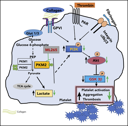 Summary scheme graphic showing a link between PKM2-mediated cellular signaling, platelet function, and thrombosis. In the presence of excess glucose, dimeric PKM2 helps in glucose uptake, and lactate production enhances platelet activation and aggregation via PI3K-mediated Akt/GSK3β signaling to submaximal stimulus-response to GPVI agonists (collagen and convulxin) and GPCR agonists (ADP and thrombin). Glut1, glucose transporter 1; Glut3, glucose transporter 3; PEP, phosphoenolpyruvate; TCA, tricarboxylic acid.