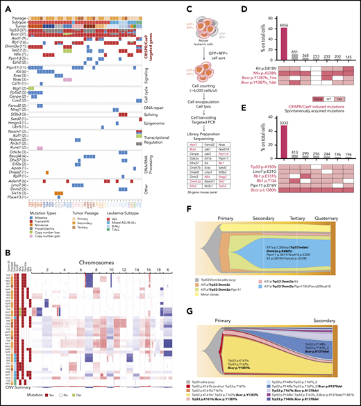 Genetic architecture of the established leukemia mouse models. (A) Mutations induced by CRISPR/Cas9 gene editing and spontaneously acquired during leukemia clonal evolution. Each column is a different mouse. For each gene, all variants are reported in supplemental Tables 11 and 12. In metadata, each tumor model is represented by a different color. (B) Copy number changes from whole-exome sequencing and visualized by Integrative Genomics Viewer (Igv) show gross aneuploidies in samples with Trp53 mutations. Blue indicates deletions; red indicates gains. (C) Schematic workflow of single-cell DNA-sequencing performed on representative established mouse models of AEL (n = 8, samples: 2 primary, 4 secondary, 1 tertiary, and 1 quaternary tumor). Bar plot showing cooccurrence of mutations in cells from mouse #587 (secondary passage) (D) and from mouse #588 (E) sample. In panel D, the large non-frameshift deletion in Trp53 (p.R155-172del) was not detectable by this assay and not included in this analysis. However, from bulk sequencing, variant allele frequency was 77%, suggesting it can be a founder event. (F) Fish plot showing acquisition of mutations in serial transplants (from primary to quaternary passage, mouse IDs are 768, 583, 941, and 962, respectively). The genes with homozygous mutations are in bold. In secondary passage, gain of Kit and Fancd2 mutations drove clonal expansion (blue clone). Minor clones include cells with a different heterozygous or homozygous combination of mutations of Tp53, Dnmt3a, and Kif1a. Bcor deletions are reported in supplemental Table 13. However, because the mean amplicon number among cells was low, we chose not to use it for clonal analysis. (G) Fish plot showing acquisition of mutations from a primary mouse model with AEL (mouse ID 1695) to a secondary passage with mixed AEL/B-ALL (mouse ID 594). The suffix “_2” in TP53 T167fs_2 describes a frameshift mutation due to a deletion of 2 nucleotides. In TP53 T167fs, the frameshift mutation is due to a nucleotide insertion. The genes with homozygous mutations are in bold. In panels F and G, the symbol “/” means “and” (cooccurrence of mutations). GFP, green fluorescent protein; RFP, red fluorescent protein; WT, wild type.