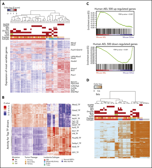 Transcriptome and methylome profiles of established mouse models recapitulating human leukemia. (A) Unsupervised hierarchical clustering identified 2 main gene expression subgroups associated with leukemia phenotype. Group 1 included samples with combinations of CRISPR/Cas9–induced mutations in Trp53, Bcor, Dnmt3a, Nfix, Tet2, or Rb1 and samples with NTRK1/TP53 double mutations. Color legends are the same in panel B. (B) Heatmap of NetBID-inferred activity of top 34 positive and 41 negative TF drivers in the comparison of AEL mouse model vs other leukemia subtypes (N = 75, and the P < 1e-9 was used as the significance cutoff). Drivers in the top 34 rows are upregulated in the AEL mouse model, whereas the bottom 41 rows represent genes downregulated in the AEL mouse model. Sample order is the same from panel A. (C) Gene set enrichment analysis confirmed that the established mouse AEL models recapitulated human AEL.10 (D) Heatmap of beta values, with 0 for unmethylated CpGs in light blue, and 1 for methylated CpGs in orange. Top 8000 most variable CpGs were selected based on mean absolute deviation score of M-value (log2Ratio) and used for hierarchical clustering. Three main groups were depicted that were correlated with genotype and gene expression profile. Each color represents a different leukemia model. Color legends for subtypes, passages, and mutations are from panels A and B. FDR, false discovery rate; Pri_mouse, primary mouse ID; RNA-seq HC, RNA-seq hierarchical clustering.