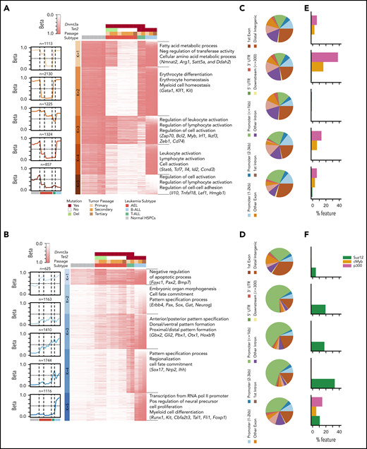 Characterization of hypomethylated and hypermethylated regions in mouse models with Dnmt3a and/or Tet2 mutations compared with HSPCs. Heatmap of beta scores for each hypomethylated (A) or hypermethylated (B) genomic region (row) clustered by using k-means; each column represents one sample, and genotypes are shown on top. Centroid of beta score for each cluster is shown on the left. The pie charts describe the overlap between hypomethylated (C) and hypermethylated (D) genomic regions and known genetic regions (mm9). Percentage of genomic regions in hypomethylated (E) or hypermethylated (F) clusters that overlap with SUZ12, P300, and MYB binding sites (http://useast.ensembl.org/info/genome/funcgen/index.html). UTR, untranslated region.