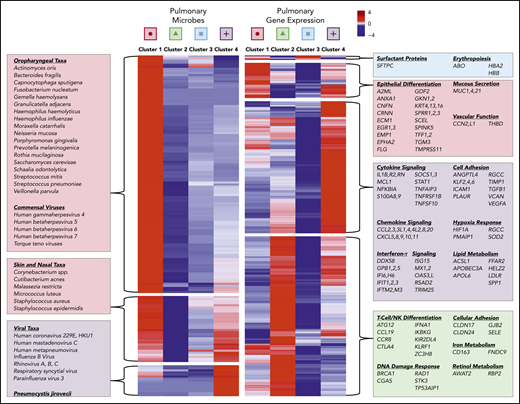 Pre-HCT pulmonary microbiome and gene expression varies by cluster. The microbiome and gene expression characteristics of the 4 BALF clusters varied significantly. The mean centered scaled RNA mass for each taxa (row) in each metatranscriptome cluster (columns) is plotted (left panel). Hierarchical clustering was used to identify 3 breakpoints in the heat map, with clustered taxa identified as OP taxa and commensal viruses, skin and nasal taxa, and viruses. Genes that are differentially expressed across the 4 clusters were identified using 4-way analysis of variance, and the mean variance-stabilizing transformed expression for each gene (row) in each metatranscriptome cluster (column) is plotted (right panel). Hierarchical clustering was used to identify 4 breakpoints in the heat map, with clustered genes enriched for pathways relating to epithelial differentiation, inflammation, cell adhesion, and metabolism.