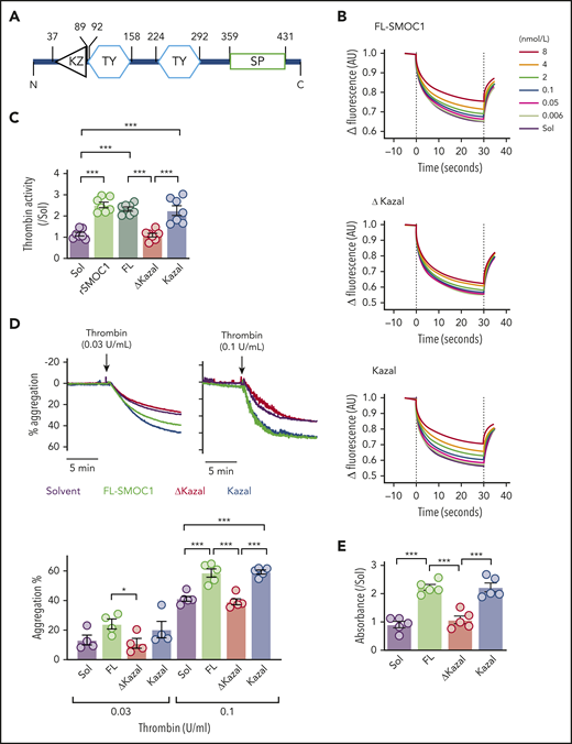 Identification of the thrombin-binding domain of SMOC1. (A) Schematic diagram of the SMOC1 protein and the SMOC1 antibody binding site. KZ, Kazal domain; SP, SPARC domain; TY, thyroglobulin domain. (B) Microscale thermophoresis assay for the interaction between fluorescently labeled thrombin and full-length (FL) SMOC1 (FL-SMOC1), SMOC1ΔKazal, (ΔKazal), or the SMOC1 Kazal (Kazal) domain (6 pmol/L-8 nmol/L). The dotted lines indicate the beginning and the end of the laser pulse; n = 4 or 5 independent experiments. (C) Thrombin activity assay in the presence of solvent (Sol; A431 cell supernatant), recombinant SMOC1 (rSMOC1), the overexpressed full-length SMOC1 protein (FL), SMOC1ΔKazal (ΔKazal), and the isolated Kazal domain (Kazal) (all 4 nmol/L); n = 6. ***P < .001, 1-way ANOVA and Bonferroni. (D) Thrombin-induced aggregation of washed human platelets in the presence of Sol (A431 cell supernatant), full-length SMOC1 (FL-SMOC1), the ΔKazal mutant, and the isolated Kazal domain (all 4 nmol/L); n = 5 donors. *P < .05, ***P < .001, 2-way ANOVA and Bonferroni test. (E) Fibrin clot formation (absorbance λ350 nm) in vitro induced by thrombin (0.1 U/mL) in the presence of Sol, full-length SMOC1 (FL), the ΔKazal mutant, and the isolated Kazal domain (all 4 nmol/L); n = 5 independent experiments. ***P < .001, 1-way ANOVA and Bonferroni test.
