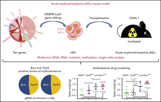 The pipeline used to establish an AEL mouse model. The figure has been adapted from Figure 1B,F, 2C, and 6C-D in the article by Iacobucci et al that begins on page 1628.