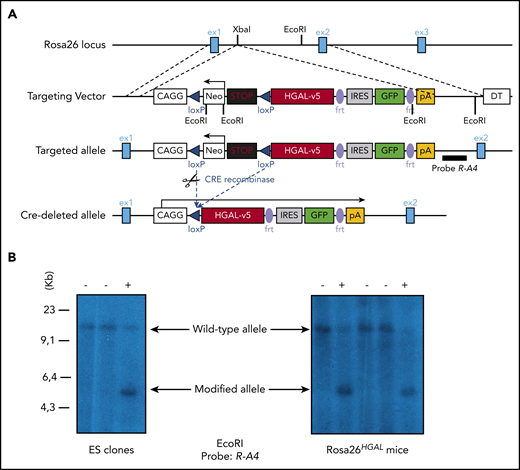 Conditional expression of the HGAL oncogene. (A) Schematic diagram showing the HGAL cDNA cloned into a vector designed for targeting into the mouse Rosa26 locus. Cre-mediated recombination excises the STOP sequence and initiates expression of the fusion oncogene and eGFP. To prevent transcription of the fusion gene and eGFP from the Rosa26 promoter, a neomycin resistance cassette and polyadenylation STOP signal flanked by loxP sites were inserted between the promoter and the HGAL-IRES-eGFP sequence. In the absence of Cre, HGAL and eGFP are not expressed, due to a STOP cassette in front of HGAL that must be removed by Cre recombinase action to allow for their expression. Neo, neomycin resistance cassette; pA, polyadenylation STOP sequence. (B) Mouse embryonic stem (ES) cells confirmed to harbor the targeted allele were injected into blastocysts to generate chimeras that were then bred to generate progeny with a germline-transmissible conditional allele of HGAL (designated Rosa26HGAL). Identification of Rosa26HGAL mice by Southern blot analysis of tail snip DNA after EcoRI digestion is shown. DT, refers to the SA-PGK-neo-LacZ(DTA)-bpA fragment inserted into Rosa26 genomic locus; ex1, exon1; ex2, exon2; ex3, exon 3; frt, frt site of the FLP/FRT site-specific recombination system.