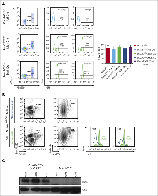 GFP and HGAL expression in Rosa26HGAL mice. (A) Fluorescence-activated cell sorting analysis of GFP (HGAL) expression in peripheral blood B-cell populations in nonimmunized Rosa26HGAL/Aid-Cre mice (n = 6), Rosa26HGAL/Mb1-Cre mice (n = 6), and Rosa26HGAL/Sca1-Cre mice (n = 6) (left panels). GFP expression in B220+IgM+ and B220+IgM− B cells (middle panels). Bar graph showing the percentages of B220+ lymphocytes in peripheral blood from Rosa26HGAL, Rosa26HGAL/Aid-Cre, Rosa26HGAL/Sca1-Cre, Rosa26HGAL/Mb1-Cre, and control WT mice (n = 6 each) (right panel). There were no statistically significant differences among the animals. (B) GFP expression in the spleen of Rosa26HGAL/Aid-Cre mice before and after immunization (left panels). Expression of HGAL and GFP in Aid-Cre mice requires initiation of an immune response and GC formation. Graphs show GFP expression in GCB cells before and after immunization (right panels). (C) Western blot analysis using extracts from Rosa26HGAL/Sca1-Cre (n = 3) and Rosa26HGAL (n = 3) splenic B cells and the indicated antibodies.
