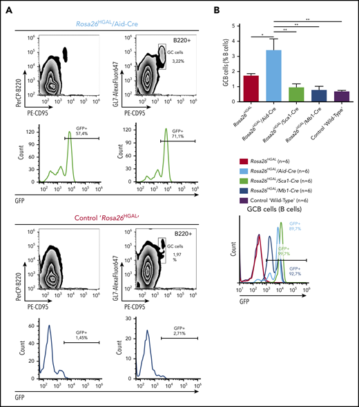 Quantification of GC lymphocytes at day 10 after immunization with SRBCs. (A) Representative fluorescence-activated cell sorting analysis of splenic lymphocytes stained for CD95 and GL7 from a representative Rosa26HGAL/Aid-Cre mouse (upper panels) and a control Rosa26HGAL mouse (lower panels). (B) Bar graph showing the percentage of GC lymphocytes in the gated B220+ population from Rosa26HGAL mice, Rosa26HGAL/Aid-Cre mice, Rosa26HGAL/Mb1-Cre mice, Rosa26HGAL/Sca1-Cre mice, and control WT mice (n = 6 each) (left panel). Line graph showing GFP intensity in GC lymphocytes in each genotype (right panel). *P < .05; **P < .01, Bonferroni multiple-comparison test (1-way analysis of variance).