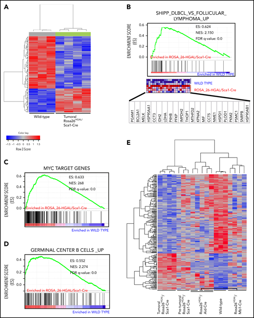 Molecular identity of tumor cells in Rosa26HGAL/Sca1-Cre mice. (A) Heat map of genes significantly induced or repressed in Rosa26-HGAL/Sca1-Cre splenic tumors (n = 4) and WT spleens (n = 3) classified by 226 genes/probe sets (FDR = 0.101) that are differentially expressed between tumor and WT spleens. Each row represents a separate gene, and each column denotes a separate messenger RNA (mRNA) sample. The level of expression of each gene in each sample is represented using a red–blue color scale (upregulated genes are displayed in red, and downregulated genes are in blue). (B-D) GSEA of the transcriptional signatures within splenic tumors compared with control spleen from WT littermates. Gene expression data from Rosa26-HGAL/Sca1-Cre tumors showed significant enrichment in genes upregulated in follicular lymphomas described by Shipp et al41 (GSEA FDR q value = 0.000) (B), enrichment in MYC target genes (GSEA FDR q value = 0.000) (C), and significant enrichment in genes expressed in normal GCBs (GSEA FDR q value = 0.000) (D). (E) Heat map of genes significantly induced or repressed within Rosa26-HGAL/Sca1-Cre splenic tumors (n = 4), Rosa26-HGAL/Sca1-Cre spleens without tumors (n = 3), Rosa26-HGAL/Mb1-Cre spleens (n = 5), Rosa26-HGAL/Aid-Cre spleens (n = 4), and WT spleens (n = 3) classified by 226 genes/probe sets (FDR = 0.101) that are differentially expressed between Rosa26-HGAL/Sca1-Cre splenic tumors and WT spleens. Each row represents a separate gene, and each column denotes a separate mRNA sample. The level of expression of each gene in each sample is represented using a red–blue color scale (upregulated genes are displayed in red, and downregulated genes are shown in blue). NES, normalized enrichment score.