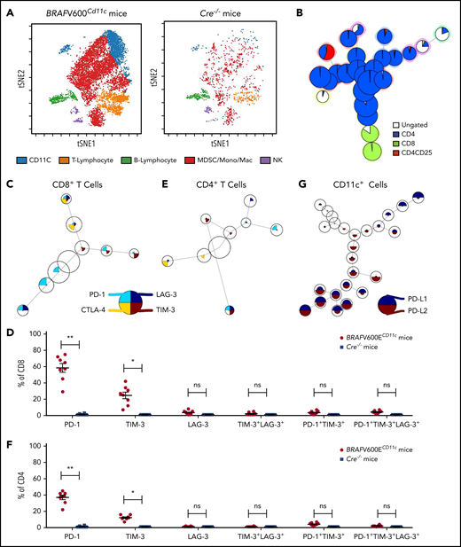 High PD-1 and PD-L1 expression is conserved in lesion-infiltrating CD8+ T cells and Cd11b+ DCs in BRAFV600ECD11cmultisystem LCH mice. (A) viSNE plot of live cells from representative lesion biopsy specimens from lungs of BRAFV600ECD11c and Cre−/− littermate control mice. (B) Relative T-cell subtypes in lesion biopsy specimens from lung of BRAFV600ECD11c mice depicted by FlowSOM analysis. (C) Expression of different immune checkpoint receptors on lung lesion-infiltrating CD8+ T cells was performed with FlowSOM analysis and visualized as pie charts. (D) Quantification of relative expression of immune checkpoint receptors in lesion-infiltrating CD8+ T cells in BRAFV600ECD11c mice and Cre−/− littermate control mice (n = 8 each). *P < .05; **P < .01; ns, not significant (P > .05), by WMW test. (E-F) Same as panels C and D, respectively, but for CD4+ T cells (n = 8 each). *P < .05; **P < .01; ns, not significant (P > .05), by the WMW test. (G) FlowSOM grid plots of CyTOF data of PD-L1 and PD-L2 expression on CD11C-gated cells.