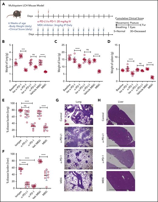 Treatment with a MEK inhibitor or anti-PD-1 antibody decreases disease burden in a mouse model of LCH. (A) Treatment and evaluation schema for intervention with PD-L1 or PD-1 blocking antibodies and anti-MEKi. (B-D) Organ weight of lung (B), liver (C), and spleen (D) from BRAFV600ECD11c mice treated with MEKi, vehicle control, isotype control, anti-PD-L1, or anti-PD-1. Data are the mean ± SD. ***P < .001, ****P < .0001, ns, not significant (P > .05), by WMW test. (E, F) Disease burden significantly decreased in lung (E) and liver (F) of BRAFV600ECD11c mice treated with MEKi or anti-PD-1, but not anti-PD-L1 antibody, compared with isotype control. Data are the mean ± SD. ***P < .001, ****P < .0001, ns, not significant (P > .05), by 1-way ANOVA with Tukey’s post hoc test. (G, H) Hematoxylin and eosin–stained lung (G) and liver (H) specimens from BRAFV600ECD11c mice after treatment with MEKi or anti-PD-1, but not anti-PD-L1, compared with the corresponding isotype control groups. Bars represent 100 µm. For panels B-F, n = 9 mice per group.