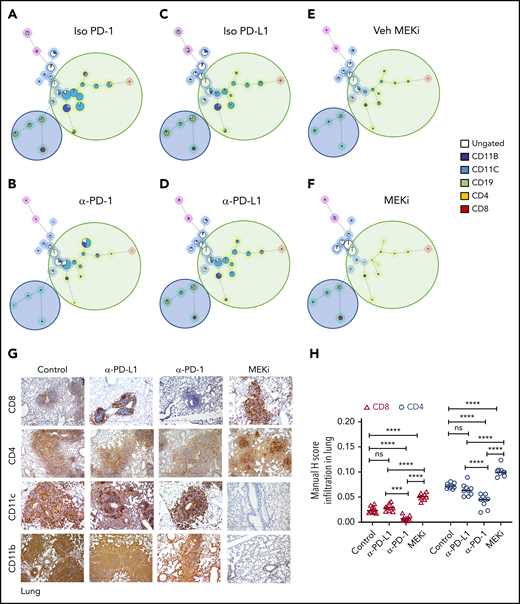 Distinct effect of MEKi and anti-PD-1 on myeloid lesional cells and intralesional lymphoid cells. (A-F) FlowSOM analysis of representative lesion biopsy specimens from lung of BRAFV600ECD11c mice in the indicated experimental groups. Green circle, myeloid compartment; blue circle, lymphoid compartment. (G) Representative immunohistochemistry images of infiltrating T cells (CD8+ and CD4+), and DCs (CD11b+ and CD11c+) in lungs of the different experimental groups. Bars represent 100 µm. (H) Quantification of lesion infiltrating CD8+ and CD4+ T cells in the indicated experimental groups. Data are the means ± SD (n = 9 mice per group); ***P < .001; ****P < .0001; ns, not significant (P > .05), by 1-way ANOVA with Tukey’s post hoc test.