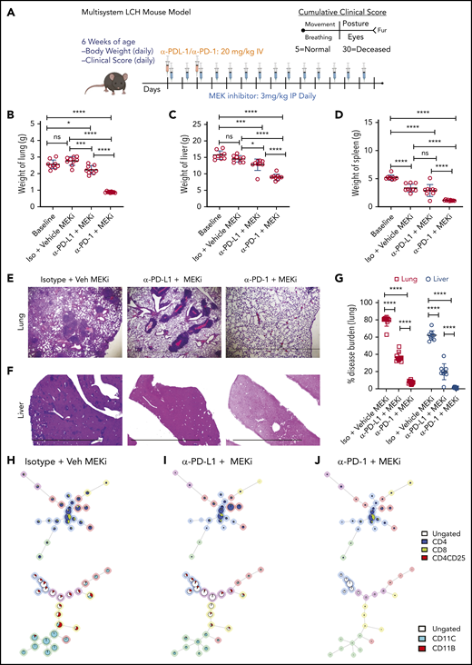Synergistic effect on disease outcome in a preclinical LCH model with combined PD-1 blockade and targeted MAPK inhibition. (A) Treatment and evaluation schema for intervention with anti-MEKi, -PD-L1, and/or -PD-1 blocking antibodies. (B-D) Organ weight of lung (B), liver (C), and spleen (D) from BRAFV600ECD11c mice treated with the different combinations indicated. (E, F) Hematoxylin and eosin–stained lung (E) and liver (F) specimens from BRAFV600ECD11c mice after the indicated treatment regimens compared with the corresponding control groups. The disease burden significantly decreased in lung and liver of BRAFV600ECD11c mice cotreated with MEKi and anti-PD-1 compared with the other regimens (G). (H-J) FlowSOM minimal spanning tree (MST) plots of lymphoid (top) and myeloid (bottom) cells from representative lesion biopsy specimens of lung of BRAFV600ECD11c mice in isotype+vehicle MEKi (H), anti-PD-L1+MEKi (I), and anti-PD-1+MEKi (J) groups. For panels B-D and G, data are the means ± SD (n = 9 mice per group). *P < .05; ***P < .001, ****P < .0001, ns, not significant (P > .05), by 1-way ANOVA with Tukey’s post hoc test.