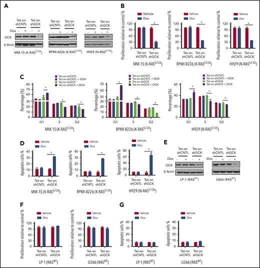 GCK is required for RASMutMM cells survival. (A) MM.1S (K-RASG12A), RPMI-8266 (K-RASG12A), and H929 (N-RASG13D) MM cells were infected by pLKO-Tet-On scramble control (shCNTL) or shGCK lentivirus and selected by puromycin (3 ug/μL) for 1 week. Knockdown of GCK by doxycycline (Dox) treatment (400 ng/mL) for 3 days was confirmed by western blotting. (B-D) Transduced and selected MM.1S, RPMI-8266, and H929 cells were cultured in the presence Dox (400 ng/mL) for 5 days. Cell proliferation was detected by (B) MTS assay, and cells were stained with PI for (C) cell-cycle analysis, or (D) with Annexin V and 7-AAD for apoptosis analysis. (E) U266 and LP-1 RASWT cells were infected by pLKO-Tet-On scramble control (shCNTL) or shGCK lentivirus and selected by puromycin (3 μg/μL) for 1 week. Knockdown of GCK by Dox treatment (400 ng/mL) for 3 days was confirmed by western blotting. (F-G) Transduced and selected U266 and LP-1 RASWT cells were cultured in the presence of Dox (400 ng/mL) to induce shRNA for 5 days. (F) Cell proliferation was detected by MTS assay, and (G) cells were stained with Annexin V and 7-AAD for apoptosis analysis.