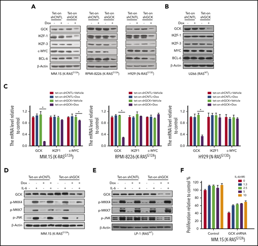 Knock-down of GCK decreases c-MYC, IKZF1, IKZF3, and BCL6 expression in RASMutMM cells. (A-C) MM.1S (K-RASG12D), RPMI-8266 (K-RASG12A), H929 (N-RASG13D), and U266 (RASWT) MM cells were infected by pPLKO-Tet-On scramble control (Tet-On-shCNTL) or sh-GCK lentivirus (Tet-On-shGCK), and selected by puromycin (3 μg/μL) for 1 week. To induce the shRNA, selected cells were treated with Dox 400 ng/mL for 3 days, and analyzed for GCK, IKZF1, IKZF3, c-MYC, and BCL-6 expression by western blotting. (A,B) β-actin was detected as loading control. For mRNA expression of GCK, IKZF1, and c-MYC by quantitative real-time PCR. Data were analyzed according to the ΔΔCt method. Results are shown as mRNA expression relative to control. (C) mRNA levels were normalized with β-actin mRNA expression as control. (D) Tet-On-shCNTL or Tet-On-shGCK MM.1S or (E) LP-1 cells were treated with Dox 400 ng/mL for 36 hours, starved in RPMI-1640 FBS free medium for 12 hours, and treated with IL-6 for 15 minutes. GCK, p-MKK4, p-MKK7, and p-JNK was detected by western blot and β-actin was detected as loading control. (F) Transduced and selected MM.1S (Tet-on-shGCK) cells were cultured with Dox (400 ng/mL) for 2 days, then treated with IL-6 and Dox for 3 days. Cell proliferation was detected by MTS assay.