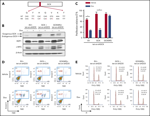 Rescue experiment excluded the possible off-target for GCK shRNA. (A) C-terminal Myc-tagged GCK WT or GCK shRNA-resistant allele M5 expression construct was generated based on PCDH-MCS-EF1-eGFP lentiviral vector as stated in the Methods section. (B) Tet-On-shGCK MM.1S cells were infected with PCDH-EV, PCDH-GCK-myc, or PCDH-GCK(M5)-myc lentiviral particles. Cells were selected by GFP and treated with Dox 400 ng/mL for 2 days to turn on shRNA. Cell lysates were analyzed by western blot for GCK, IKZF1, and c-MYC expression. Selected cells from panel B were cultured with Dox 400 ng/mL for 5 days and cell proliferation was measured by (C) MTS assay, (D) Annexin V and 7-AAD staining for apoptosis analysis, and (E) PI staining for cell-cycle analysis.