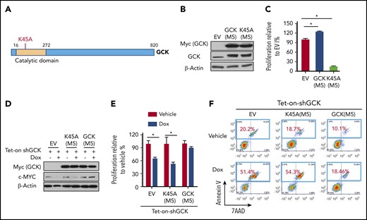 GCK kinase activity is required for MM cell growth. (A) GCK consists of 820 amino acid residues. The kinase domain (in orange) is located at its N terminus. Lysine 45 is critical for GCK kinase activity. Lysine 45 was replaced by alanine for kinase dead mutation. (B-F) MM.1S cells were transduced with EV (PCDH-EV), shRNA-resistant GCK-M5 (PCDH-GCK(M5)-myc), or shRNA-resistant GCK and GCK kinase dead mutation K45A-M5 (PCDH-GCK-K45A(M5)-myc). GFP sorted cells were cultured in the presence of Dox and analyzed for (B) GCK expression by western blot, (C) proliferation by MTS assay, and (D) for GCK and c-MYC expression by western blot. Selected cells from panel D were cultured in the presence of Dox and analyzed for (E) cell proliferation by MTS assay (F) apoptosis by Annexin V and 7-AAD staining.