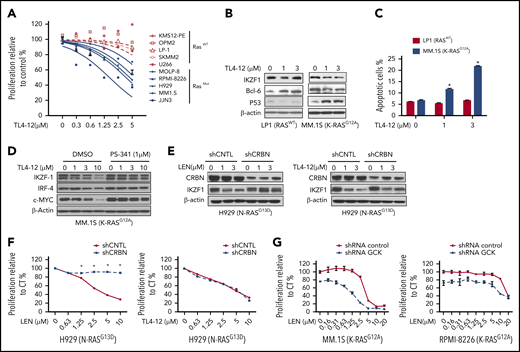 Pharmacological blockage of GCK inhibits MM cell proliferation and induces cell death. (A) RASWT MM cell lines (KMS12-PE, OPM2, LP-1, SKMM-2, and U266) and RASMut MM cell lines (MOLP-8, RPMI-8226, H929, MM.1S, and JJN3) were incubated with TL4-12 for 4 days. Cell proliferation was analyzed by MTS assay. Data represent the mean ± SD of n = 3 experiments. (B) RASWT LP-1 and K-RASG12A MM.1S cells were incubated with TL4-12 for 24 hours to analyze IKZF1, c-MYC, BCL-6, and P53 expression by western blotting. β-actin was detected as loading control. (C) Cells were treated by TL4-12 for 4 days to detect cell apoptosis with Annexin V and 7-AAD staining by flow cytometry assay. (D) MM.1S cells were treated with TL4-12 at the indicated concentrations with or without PS341 (1μM) for 24h. Lysates were analyzed by western blotting to compare the levels of IKZF1, c-MYC, and IRF-4. β-actin expression was probed for loading control. (E-F) N-RASG13D H929 cells were transduced using a lentivirus with control shRNA (shCNTL) or CRBN-shRNA (shCRBN). GFP-sorted cells were cultured in the presence of LEN or TL4-12 for 24 hours to analyze IKZF1, CRBN expression by western blotting (E); and for 4 days for cell proliferation detected by MTS assay (F). (G) Transduced and selected Tet-On-shGCK-MM.1S and Tet-On-shGCK-RPMI-8266 cells were cultured with LEN at the indicated concentrations with or without Dox 400 ng/mL for 3 days and cell proliferation was measured by MTS assay,