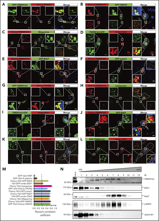 TMEM163 is localized to perinuclear DG and LE marker–positive compartments (likely DG precursors) and small vesicular structures (likely EEs) in the periphery, but not to AGs in MEG-01 cells. (A-B) MEG-01 cells were cotransfected with TMEM163-GFP or Cherry-TMEM163 and Cherry-VMAT2 (A) or GFP-VMAT2 (B) for 48 hours, respectively. (C) MEG-01 cells were transfected with Cherry-TMEM163 for 48 hours and then treated with 50 μM mepacrine for 30 minutes at 37°C. (D) MEG-01 cells were transfected with TMEM163-GFP for 48 hours and then fixed and stained with antibodies against CD63. (E-F) MEG-01 cells were cotransfected with Cherry-TMEM163 and GFP-Rab7 (E) or GFP-Lamp1 (F) for 48 hours, respectively. (G) MEG-01 cells were cotransfected with GFP-TMEM163 and Cherry-TPCN2 for 48 hours, respectively. (H) MEG-01 cells were transfected with Cherry-TMEM163 for 48 hours and treated with LysoSensor Green DND-189 for 30 minutes at 37°C. (I) MEG-01 cells were transfected with TMEM163-GFP for 48 hours and then fixed and stained with antibodies against EEA1. (J) MEG-01 cells were cotransfected with Cherry-TMEM163 and GFP-Rab5 for 48 hours. (K-L) MEG-01 cells were transfected with GFP-TMEM163 for 48 hours and then fixed and stained with antibodies against P-selectin (K) or VWF (L). Pictures shown in panels A-L are representative confocal images. Outlines of cells are indicated by white lines. Insets show 5× magnified images of the boxed region. Scale bars, 10 μm. (M) Colocalization analysis of results shown in panels A-L; PCC, 0.74 ± 0.04, 0.76 ± 0.02, 0.68 ± 0.04, 0.73 ± 0.03, 0.72 ± 0.03, 0.75 ± 0.02, 0.59 ± 0.04, 0.82 ± 0.02, 0.40 ± 0.02, 0.63 ± 0.03, 0.13 ± 0.02, and 0.04 ± 0.01; n = 11, 14, 8, 17, 7, 14, 13, 15, 22, 19, 10, and 10 cells, respectively. PCC ≥0.4 (dotted line) represents colocalization. (N) Sucrose (10% to 60%) gradient assay shows that TMEM163 coexists with the EE marker EEA1, the LE marker Rab7, and the DG marker LAMP2. Endo, endogenous; IB, immunoblotting.