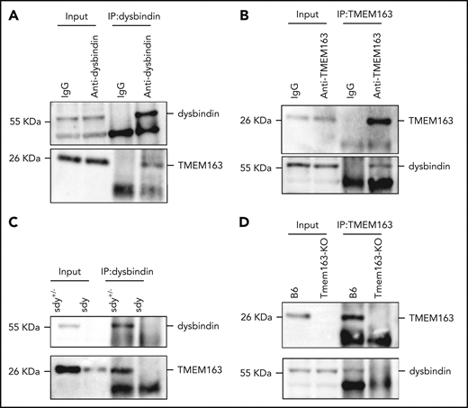 TMEM163 interacts with dysbindin. (A) Co-IP of endogenous platelet proteins show that dysbindin precipitates TMEM163. (B) Co-IP of endogenous platelet proteins show that TMEM163 precipitated dysbindin. The immunoglobulin G (IgG) was used as a negative control. (C) Co-IP of endogenous platelet proteins show that dysbindin precipitated TMEM163 in sdy+/− platelets, but not in sdy platelets. (D) Co-IP of endogenous platelet proteins show that TMEM163 precipitated dysbindin in WT (B6, C57BL/6J) platelets, but not in Tmem163-KO platelets. All the inputs corresponded to 8% of whole platelet lysates.